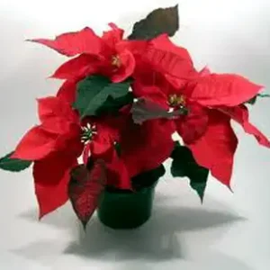 Planta de Navidad