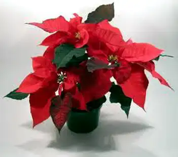 Planta de Navidad