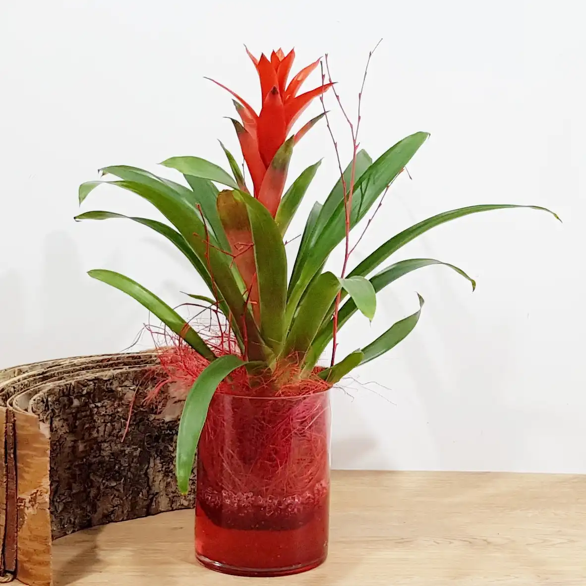 Guzmania con cristal y gelatina