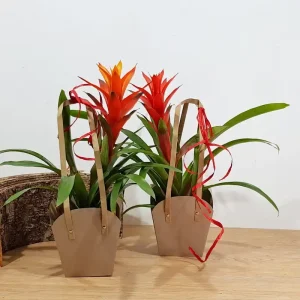 Guzmania+bolsa papel